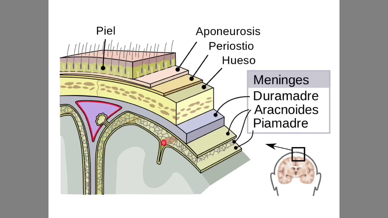 meni