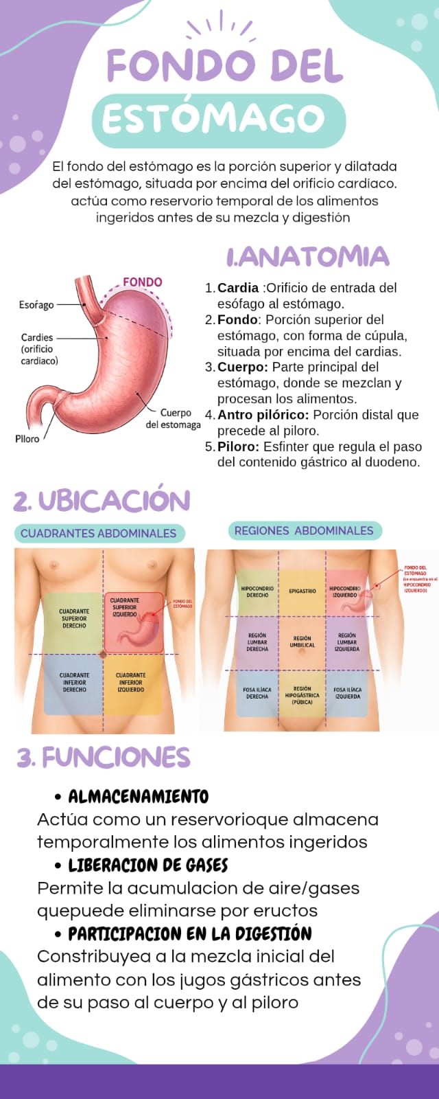fondo del estomago