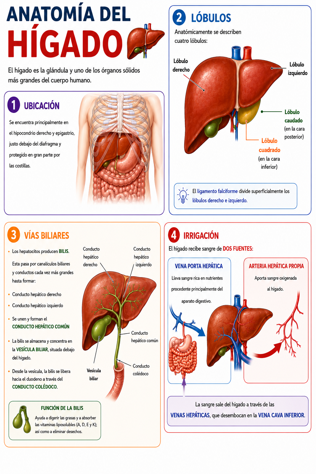 Infografia